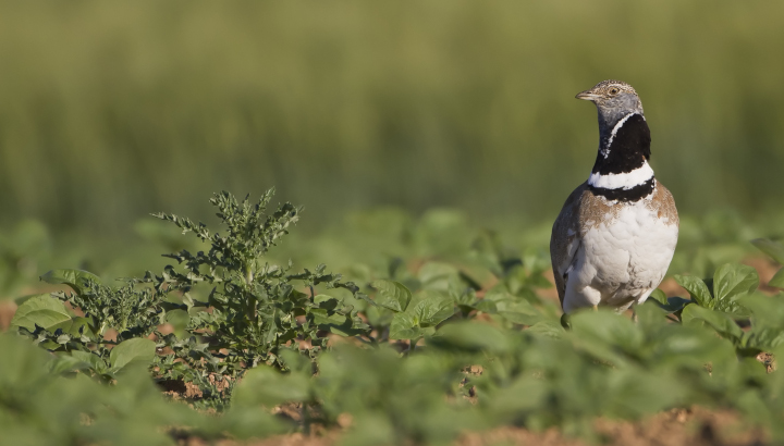 Les oiseaux des plaines de Néré-Bresdon